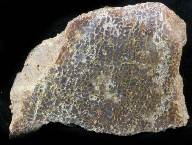 Polished Agatized Dinosaur Bone - Colorado #37278
